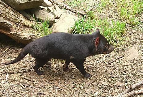 Tasmanian Devil