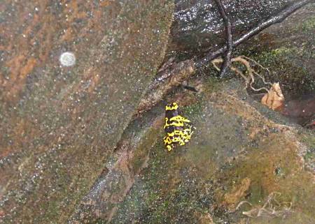 Frog in Angel Falls, Venezuela.