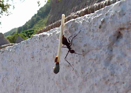 The ant that needed a light, Angel Falls,Venezuela.