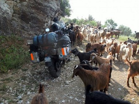 Goats in Greece.