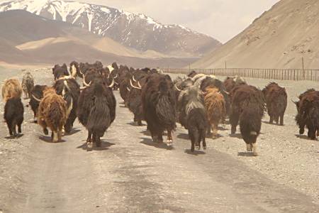 Yak herd