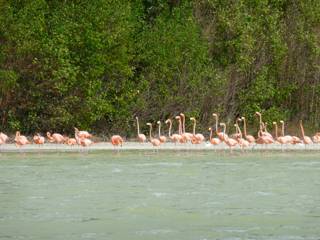 Flamingos in Mexico.
