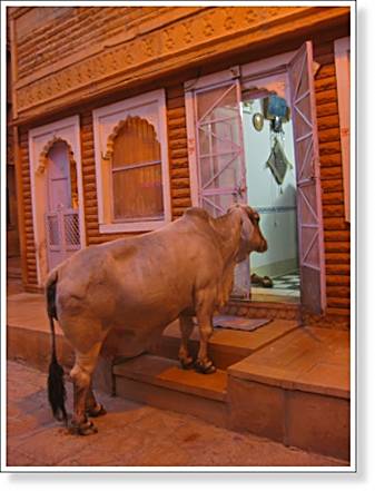 Sacred cow - Jaisalmer