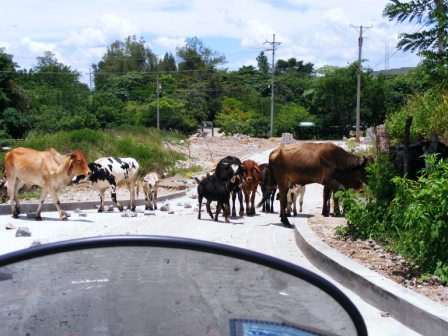 Road hazard in Honduras.