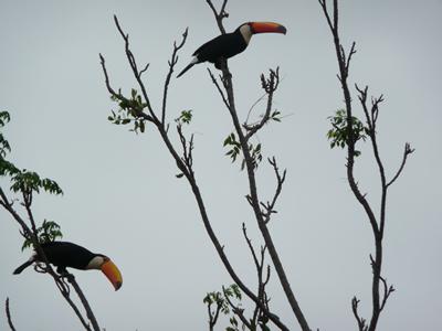 Birds in trees in Pantanal.