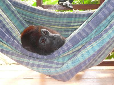Monkey in hammock.