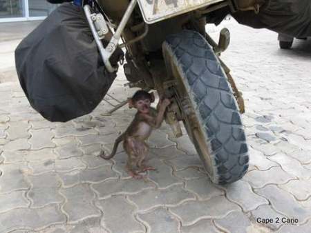 Baby baboon in Mozambique.