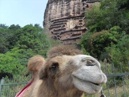Camel up close.