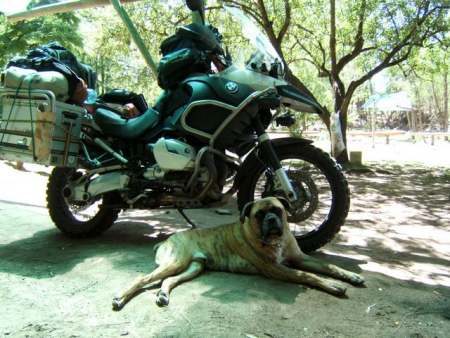 A boxer with a boxer.