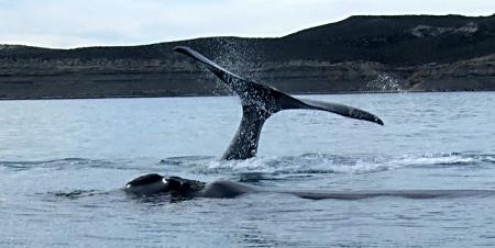 Whale watching in Argentina.