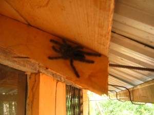 House tarantula.