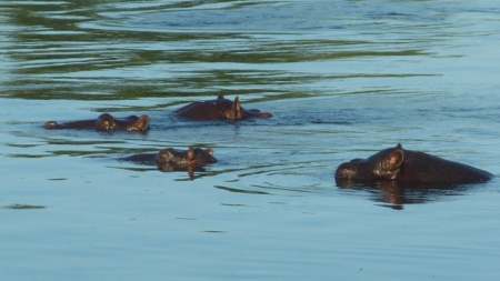Okavango hippos.