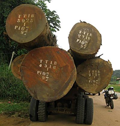 Logging trucks, Gabon.