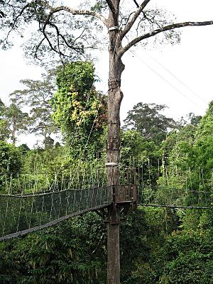 Canopy walk in the jungle, Malaysia.