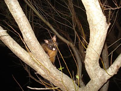 Australian possum.