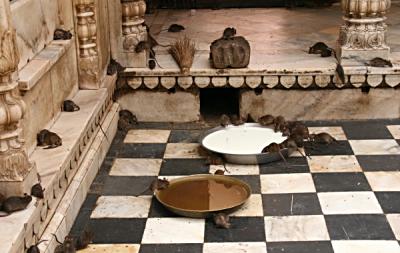 Rats in the Karni Mata Temple in Deshnok, India.