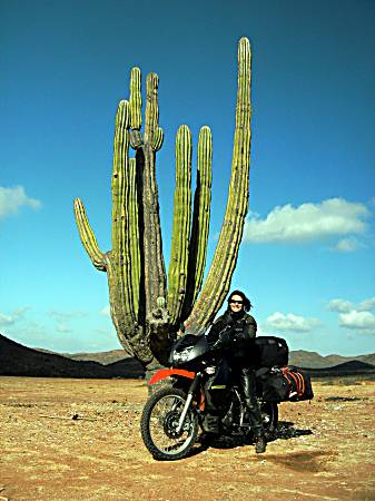 Big cactus in Baja California, Mexico.