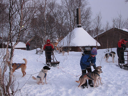 Getting the dogs ready to sled.