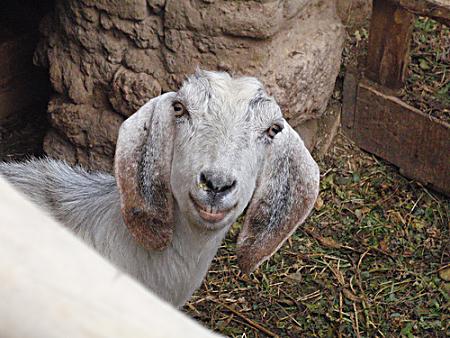 Yazd – the joker of goats.