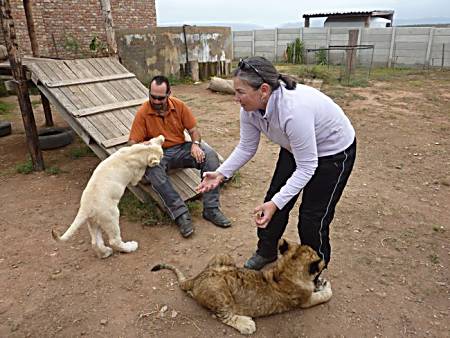 Lions nibbling on your toes in South Africa.