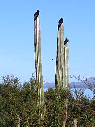 Funny birds on cactus.