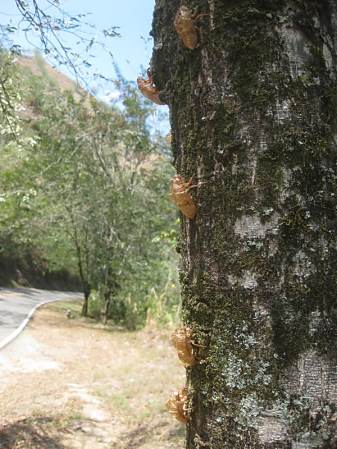 Cicadas on the road near Manizales, Colombia.