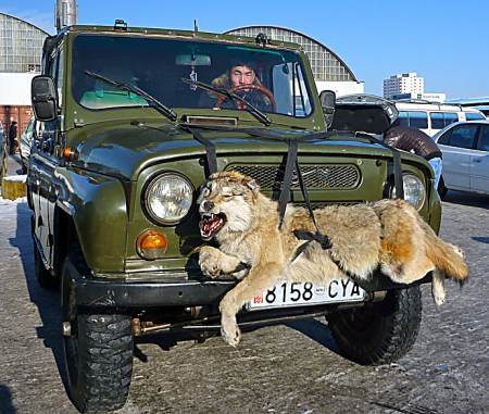 Vehicle with wolf.
