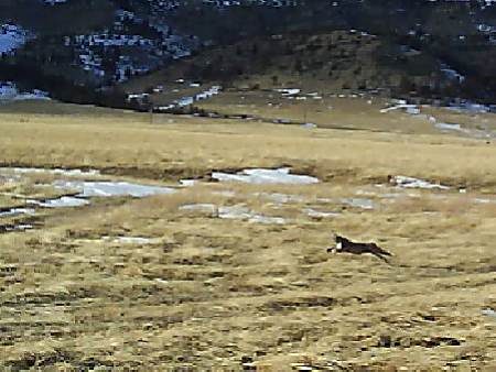 Bobcat at the ranch.