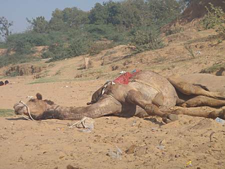Resting camel.