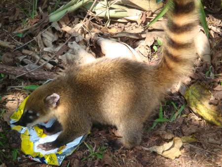 Coatimundi.