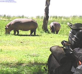 Hippos at campsite.