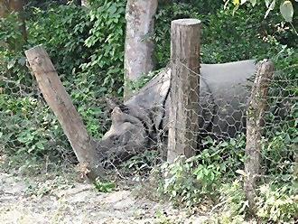 Rhino butting the fence