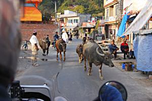 Kathmandu-animals in the streets
