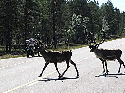 Reindeer in Finland.