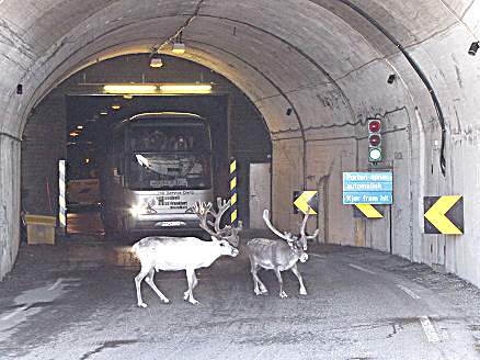 Reindeer in tunnel, Norway.