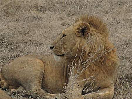 Lion with mohawk.