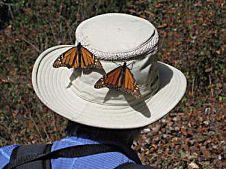 Butterflies on hat