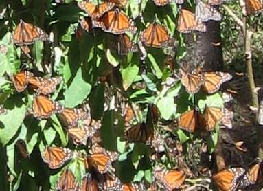 Monarch butterflies