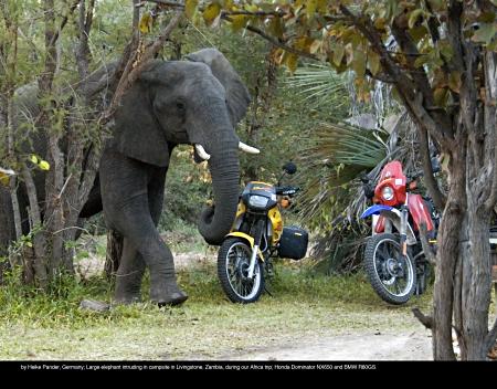 June by Heike Pander, Germany, Large elephant intruding in campsite in Livingstone, Zambia, during our Africa trip, Honda Dominator NX650 and BMW R80GS.