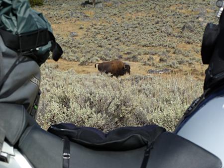 First bison?
