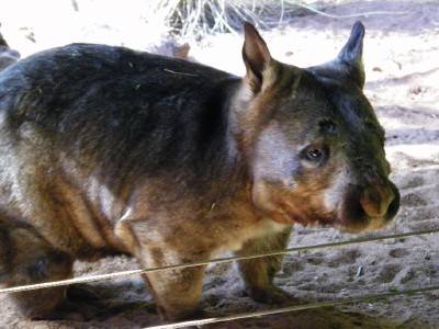 A wombat - about the size of a corgi.