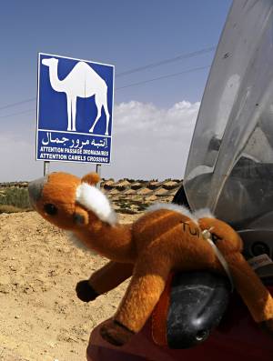Camel crossing.