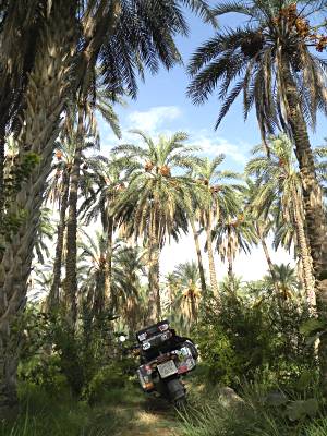 Palm tree oasis, Tunisia.