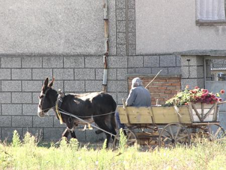 Donkey cart.