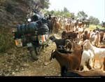 April by Erdem Yucel, USA, Cornered by a herd of goats on a mountain pass in Greece on my RTW trip, Suzuki DL1000.