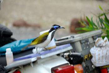 Bird bike robber.
