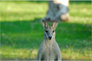 Wallaby.