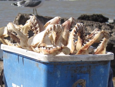 Seafood, Morocco.
