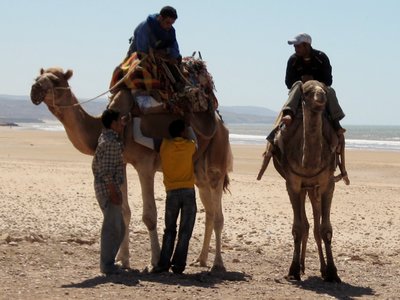 Camels on the beach, Essaouira, Morocco.