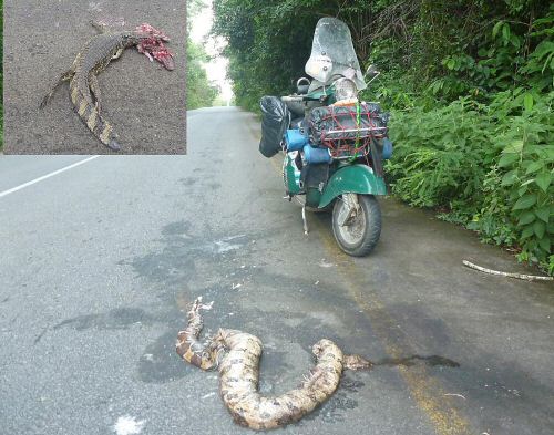 Jungle wildlife in Venezuela.